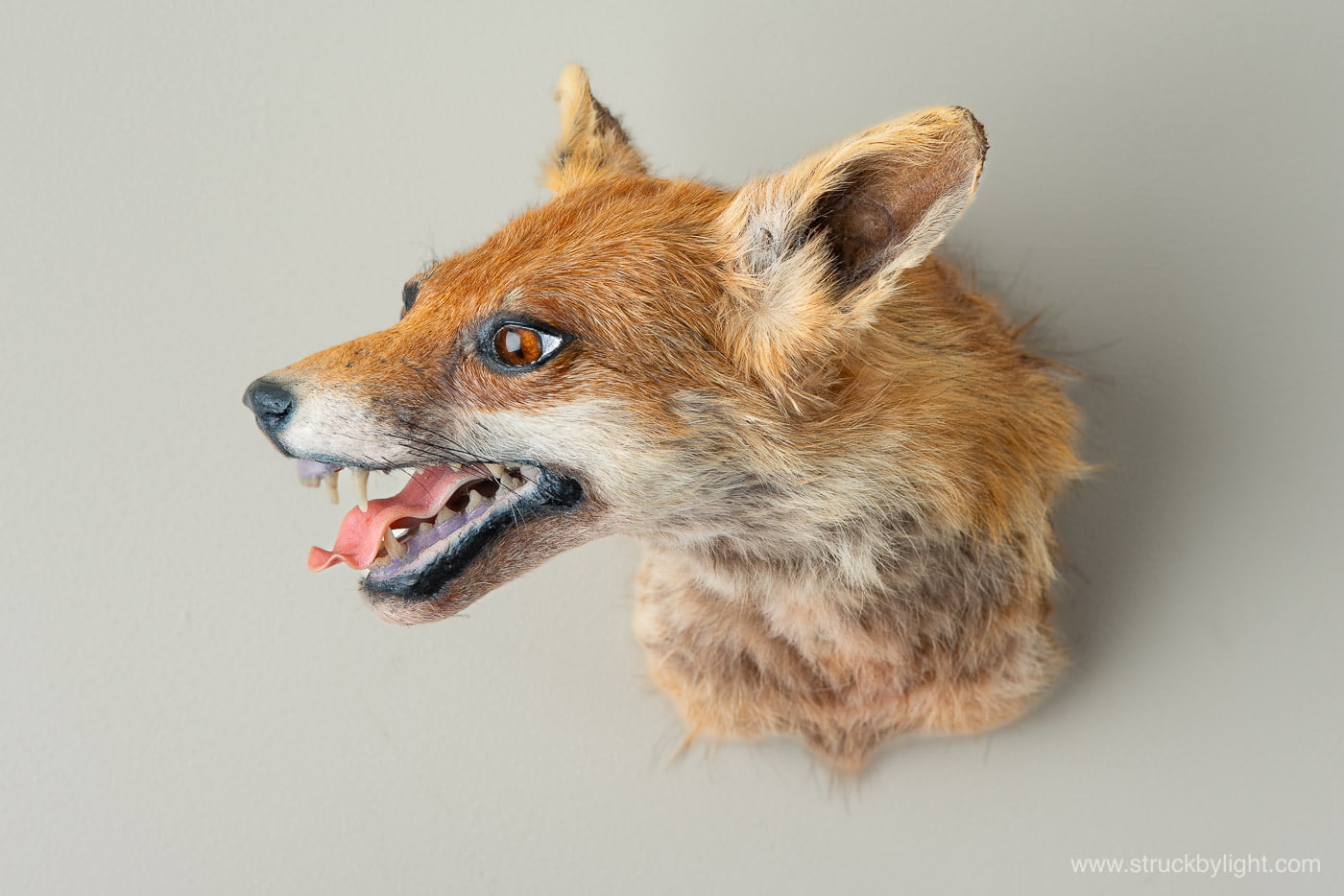 Taxidermy mount of a fox - photographed by Dinil Abeygunawardane - sagepixels product photography and food photography services